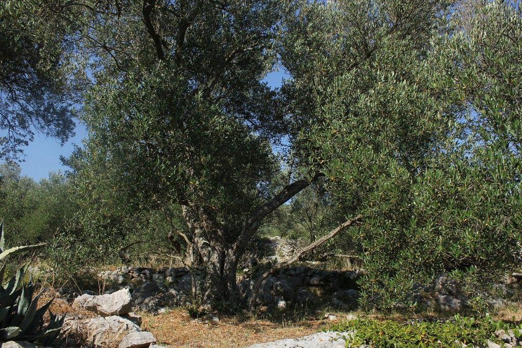 Secluded Fisherman'S Cottage Cove Magrovica - Telascica, Dugi Otok - 8142 Sali Bagian luar foto